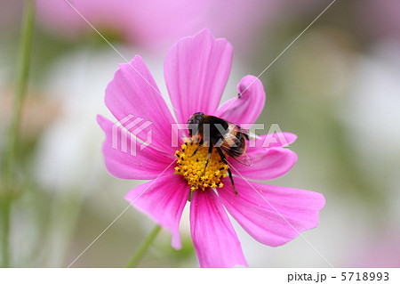 コスモスとオオハナアブ 5718993