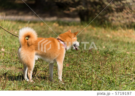 犬 5719197