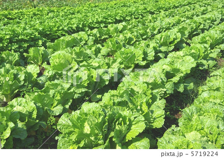 白菜の栽培 白菜畑 白菜の成長の写真素材