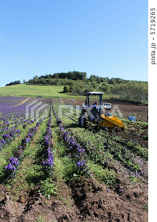 トリカブトの収穫 トリカブトの収穫 5719265