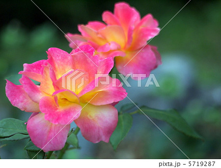 アンネのバラ アンネのバラ 5719287