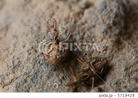 アリジゴクの擬態 アリジゴクの擬態 5719428