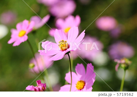 コスモス 5719562