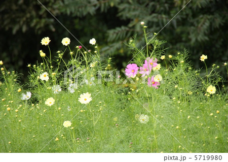 コスモス 5719980