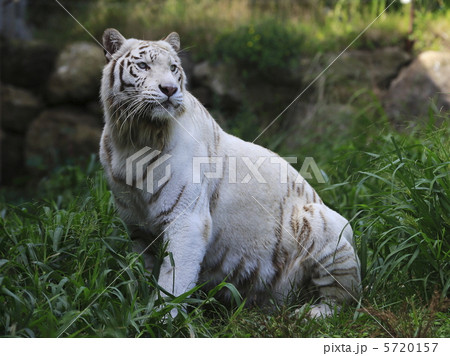 ホワイトタイガー 5720157
