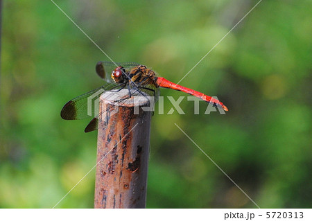 枝に止まる赤トンボ 5720313