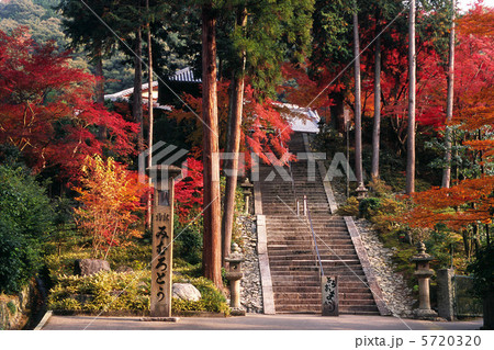 京都 三室戸寺の秋 京都 三室戸寺の秋 5720320