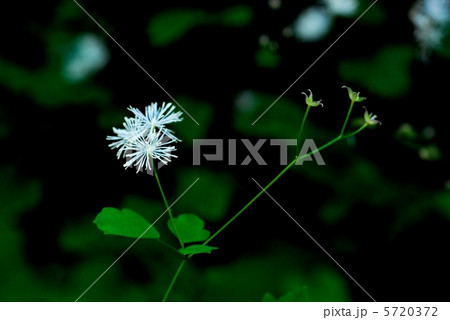 シギンカラマツ シギンカラマツ 5720372