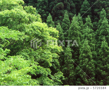 新緑 5720384