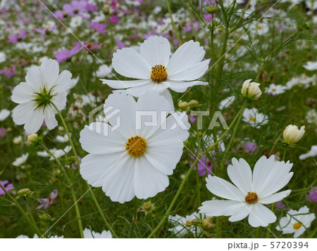 白いコスモス 5720394