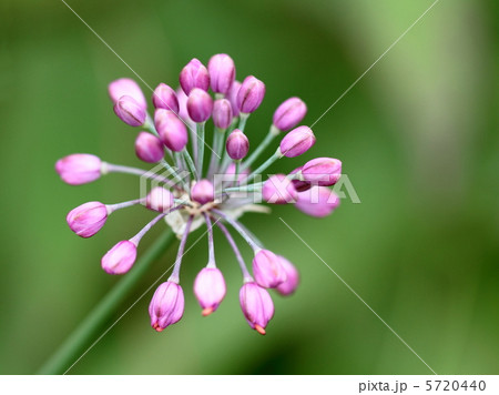 野生のラッキョウの花蕾 野生のラッキョウの花蕾 5720440