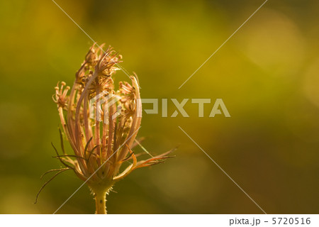 オオハナウド 5720516