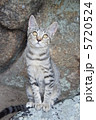 座る野良猫 5720524