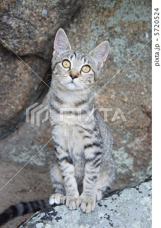 座る野良猫 5720524