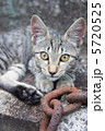 鎖と野良猫 5720525