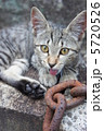 鎖と野良猫 5720526