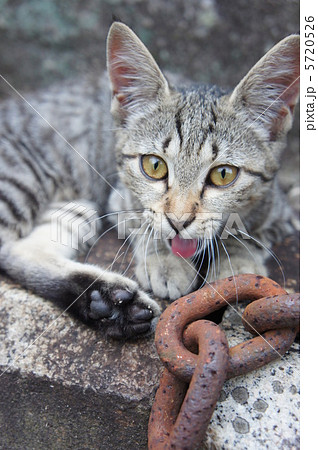 鎖と野良猫 5720526
