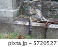 鎖と野良猫 5720527