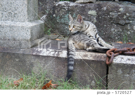 鎖と野良猫 5720527