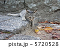 野良猫と落ち葉 5720528