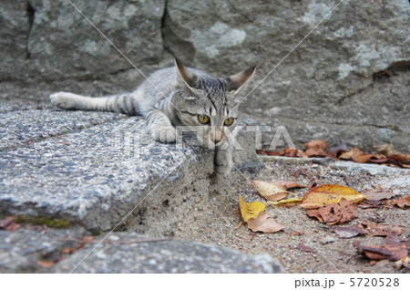野良猫と落ち葉 5720528