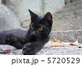 黒い野良猫 5720529