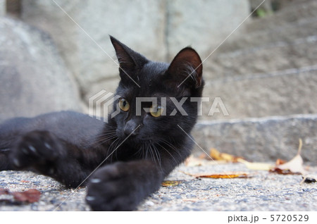 黒い野良猫 5720529