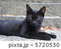 黒い野良猫 5720530