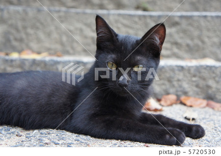 黒い野良猫 5720530