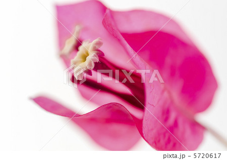 ブーゲンビリア 5720617