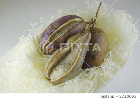 アケビの実 5720665