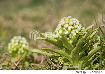 フキノトウ 5720814