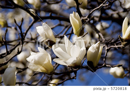 もくれんの花 もくれんの花 5720818