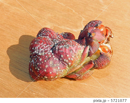 コブシ（辛夷）の実 5721077