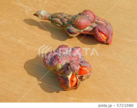 コブシ（辛夷）の実 5721080