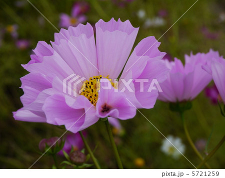 シーシェル 5721259