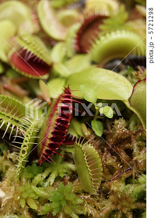 ハエトリグサ 自生地は北米１地域に限られる食虫植物 縦位置アップ大の写真素材