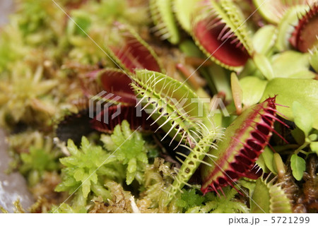 ハエトリグサ・自生地は北米１地域に限られる食虫植物・横位置アップ大 5721299