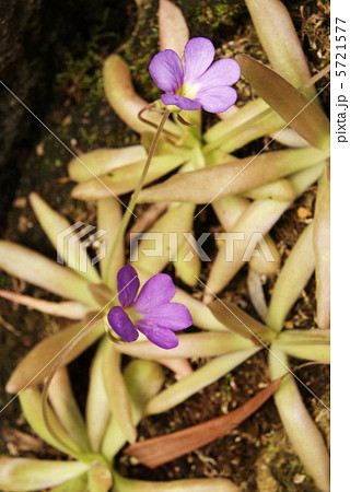 ムシトリスミレの花２輪・細葉の種類・縦位置 5721577
