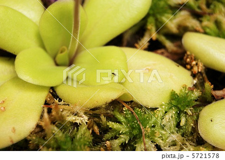 ムシトリスミレの葉・葉の腺毛に捕獲された虫・横位置 5721578