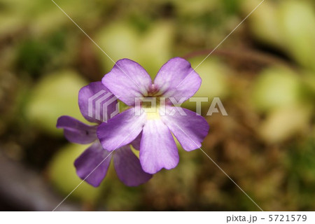 ムシトリスミレの花・一見スミレに似る食虫植物・横位置 5721579