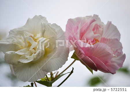 酔芙蓉　紅白 5722551