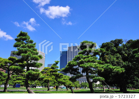 皇居の黒松並木 皇居の黒松並木 5723327