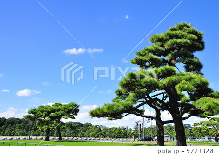 皇居の黒松並木 皇居の黒松並木 5723328