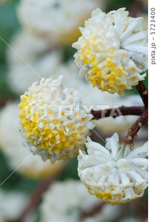 三椏 大輪のミツマタです。 三椏 大輪のミツマタです。 5723400