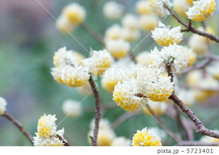 三椏 大輪のミツマタです。 三椏 大輪のミツマタです。 5723401