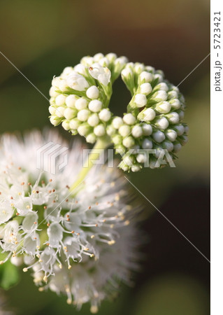 ダンギク 白花 ダンギク 白花 5723421