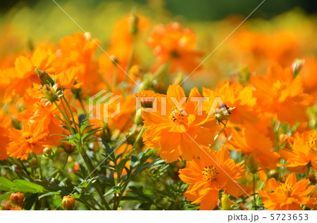 黄花コスモス 黄花コスモス 5723653