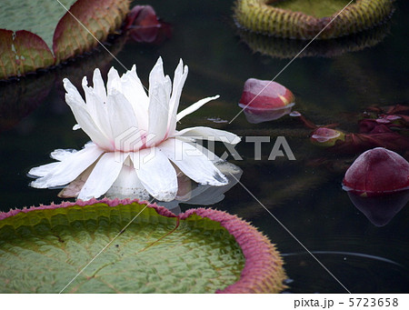 パラグアイオオオニバス 5723658