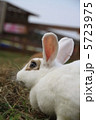 うさぎ 5723975